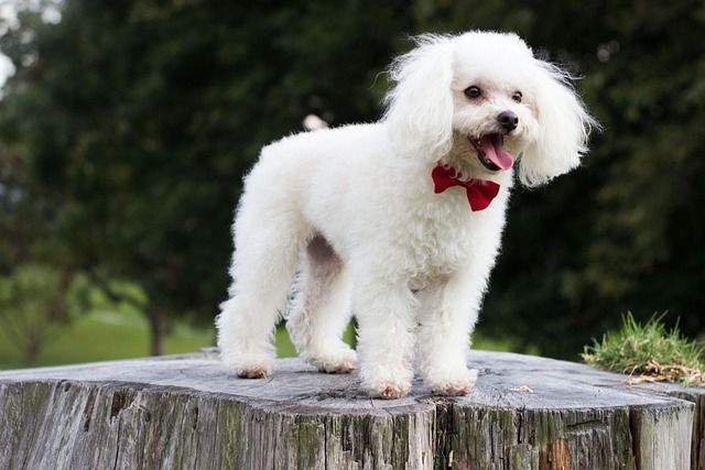 Premium pet spa grooming portrait with elegant coat finishing