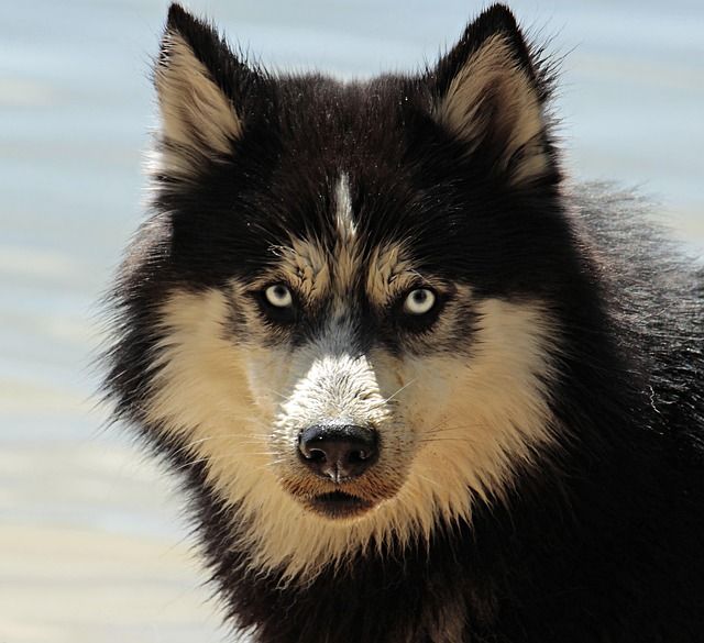 Masonry gallery image of a refined companion animal coat texture
