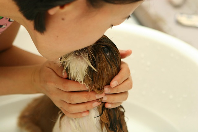 Masonry gallery image of calm pet spa grooming preparation